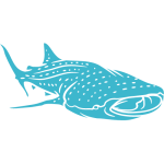 Snorkeling avec le requin baleine