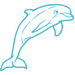 Snorkeling avec les Dauphins