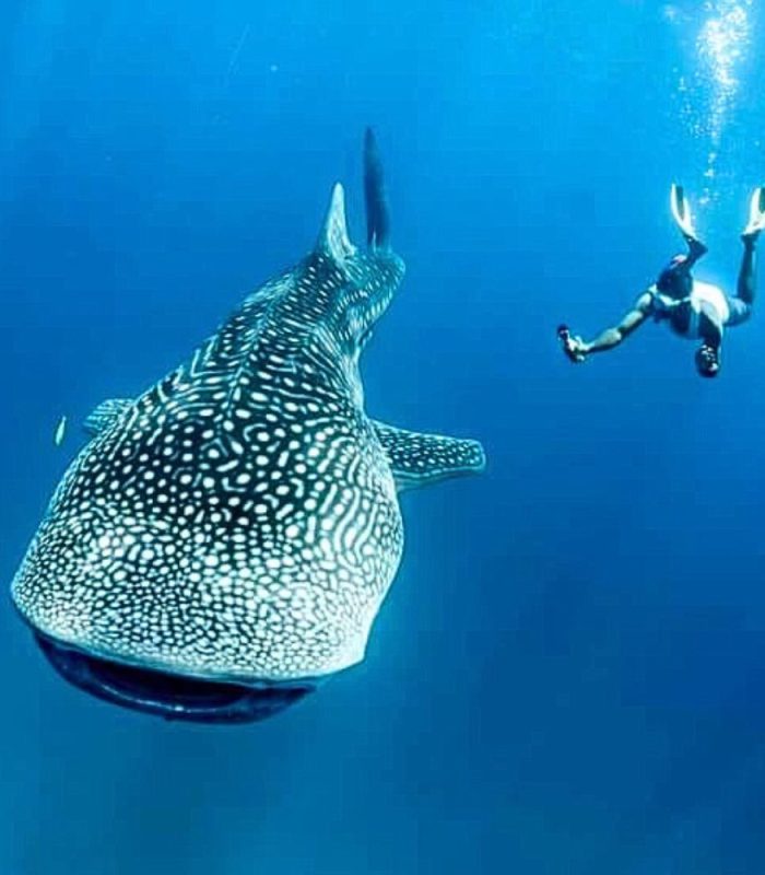 Alina_Tours _Eric_Logo_Nosy_komba_Nosy_be_excursions_bateau_sortie_nosy_iranja_tanikely_sakatia_baleine_requin_manta_tortue_balaine_a_bosse (15)
