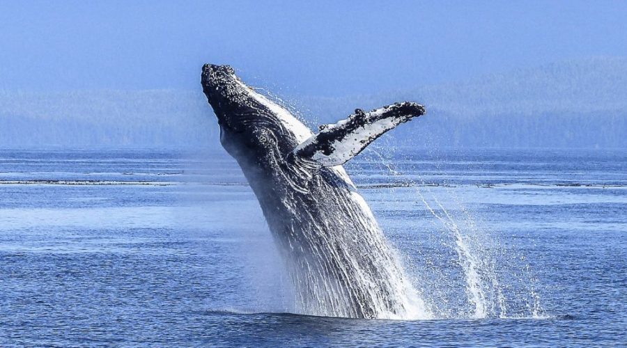 Alina_Tours _Eric_Logo_Nosy_komba_Nosy_be_excursions_bateau_sortie_nosy_iranja_tanikely_sakatia_baleine_requin_manta_tortue_balaine_a_bosse (17)