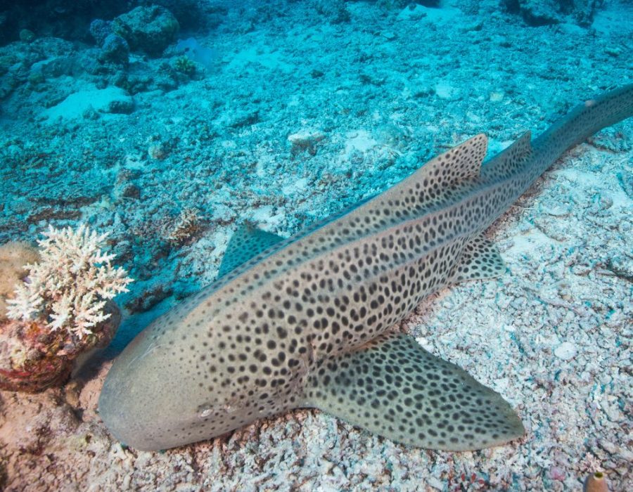 Alina_Tours _Eric_Logo_Nosy_komba_Nosy_be_excursions_bateau_sortie_nosy_iranja_tanikely_sakatia_baleine_requin_manta_tortue_balaine_a_bosse (8)