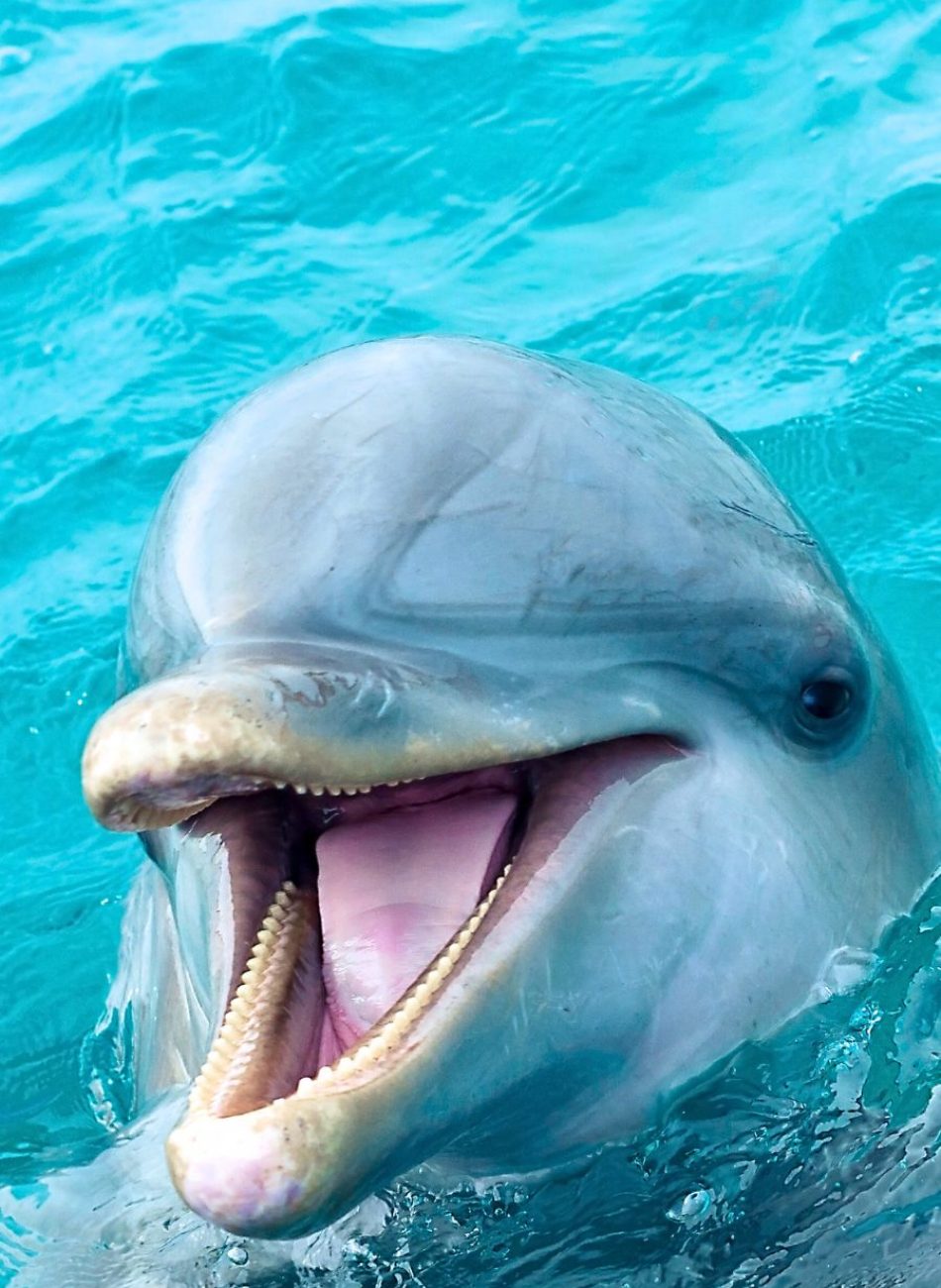Observatio-requin-baleine-baleine-a-bosse-nosy-komba-nosy-be-andilana-ambatolouk-hell-ville-ampangorina (11)