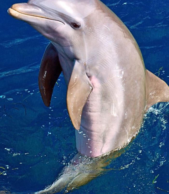 Observatio-requin-baleine-baleine-a-bosse-nosy-komba-nosy-be-andilana-ambatolouk-hell-ville-ampangorina (7)