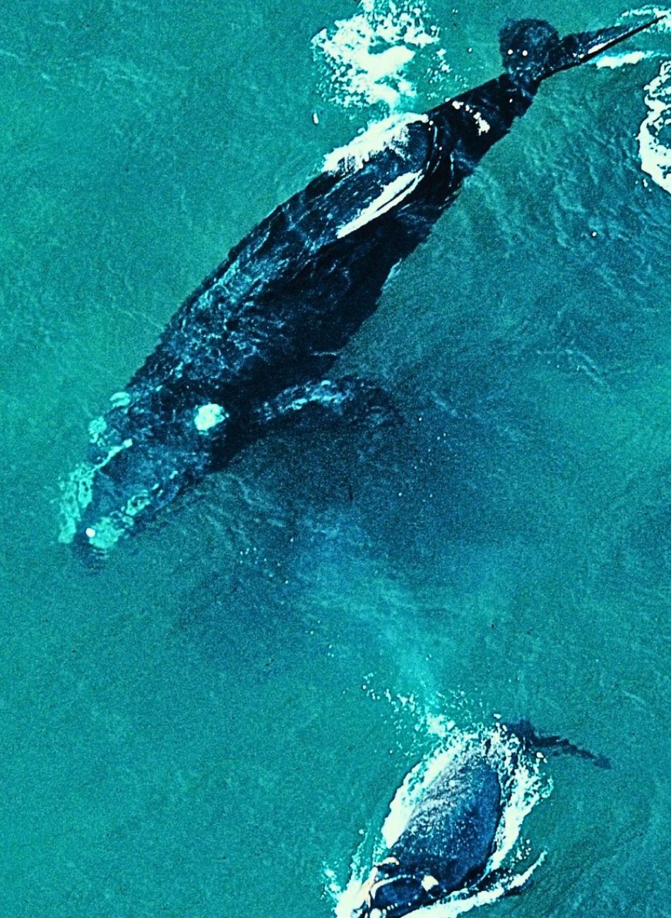 Observatio-requin-baleine-baleine-a-bosse-nosy-komba-nosy-be-andilana-ambatolouk-hell-ville-ampangorina