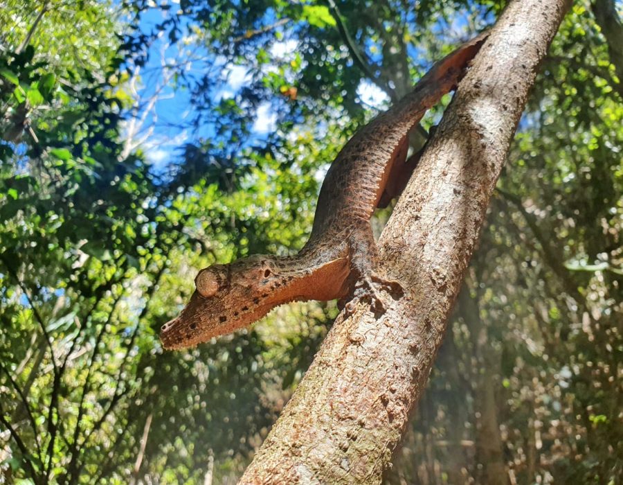 crocodile des arbres