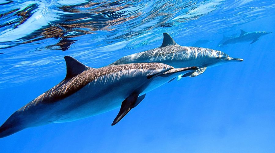 alina-trips-Eric-Excursions-bateau-nosy-komba-nosy-be-sortie-bateau (21)