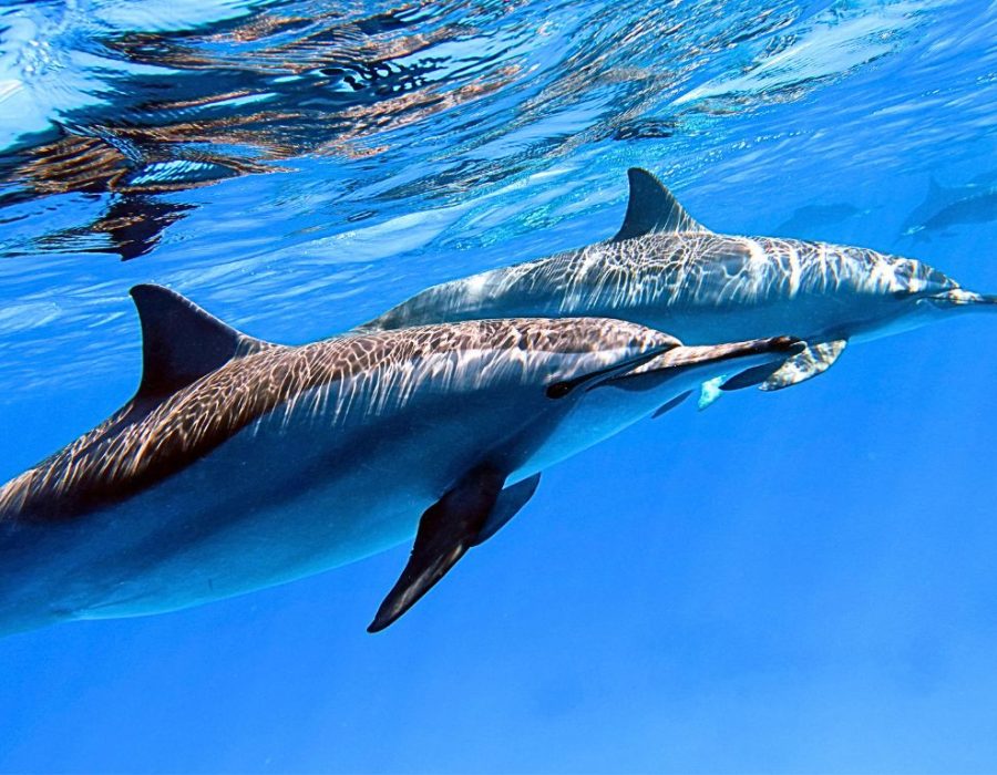 alina-trips-Eric-Excursions-bateau-nosy-komba-nosy-be-sortie-bateau (21)