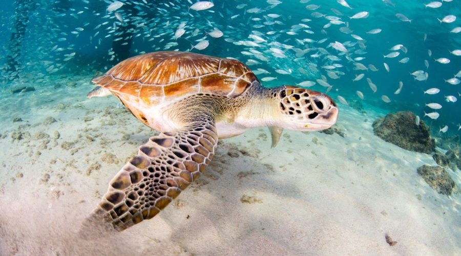alina-trips-Eric-Excursions-bateau-nosy-komba-nosy-be-sortie-bateau (24)