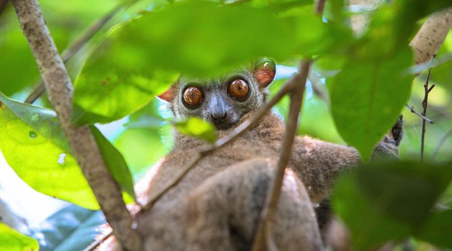 alina-trips-Eric-Excursions-bateau-nosy-komba-nosy-be-sortie-bateau (26)