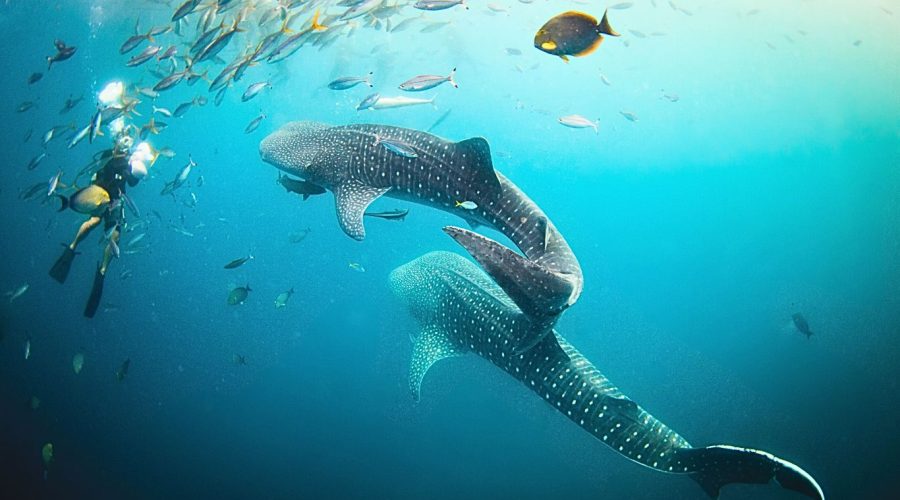 alina-trips-Eric-Excursions-bateau-nosy-komba-nosy-be-sortie-bateau (8)